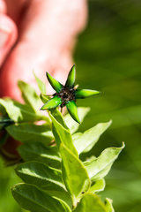 Brachystelma gerrardii