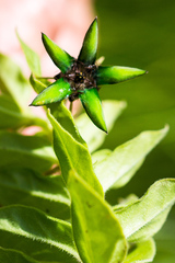 Brachystelma gerrardii