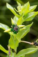 Brachystelma gerrardii