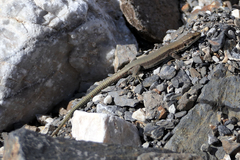 Iberolacerta bonnali