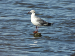 Chroicocephalus cirrocephalus