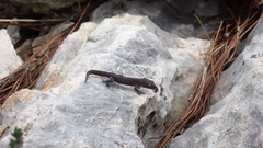 Mediodactylus orientalis