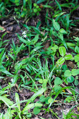 Chlorophytum modestum