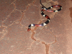 Micrurus surinamensis