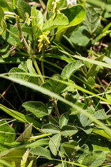 Eriosema parviflorum