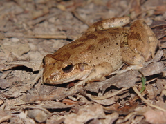 Leptodactylus leptodactyloides