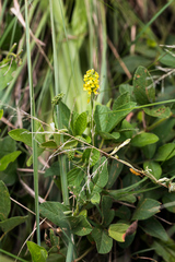 Eriosema parviflorum