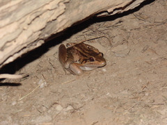 Leptodactylus bolivianus