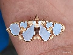 Glyphodes grandisalis