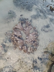 Lobophytum sarcophytoides