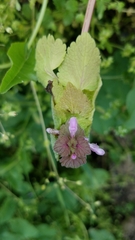 Lamium purpureum
