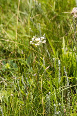 Helichrysum krebsianum