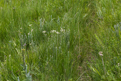 Helichrysum krebsianum