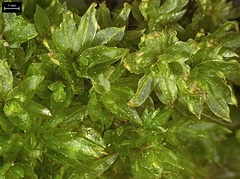Atrichum crispum
