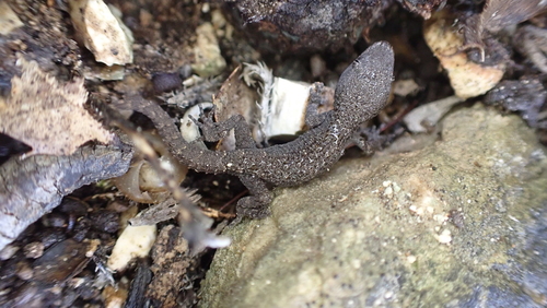 Mediterranean Thin-toed gecko, Mediodactylus orientalis