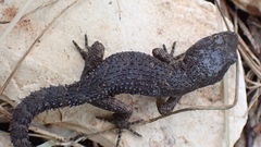 Mediodactylus orientalis