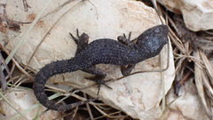 Mediodactylus orientalis