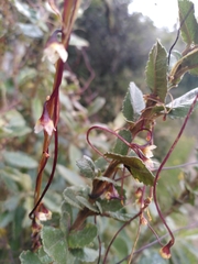 Cuscuta