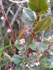 Cuscuta