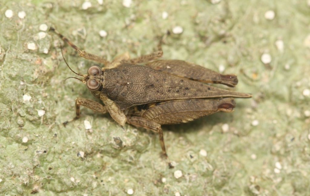 Bolotettix anomalus