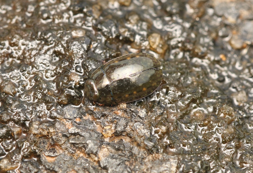 Scoliopsis