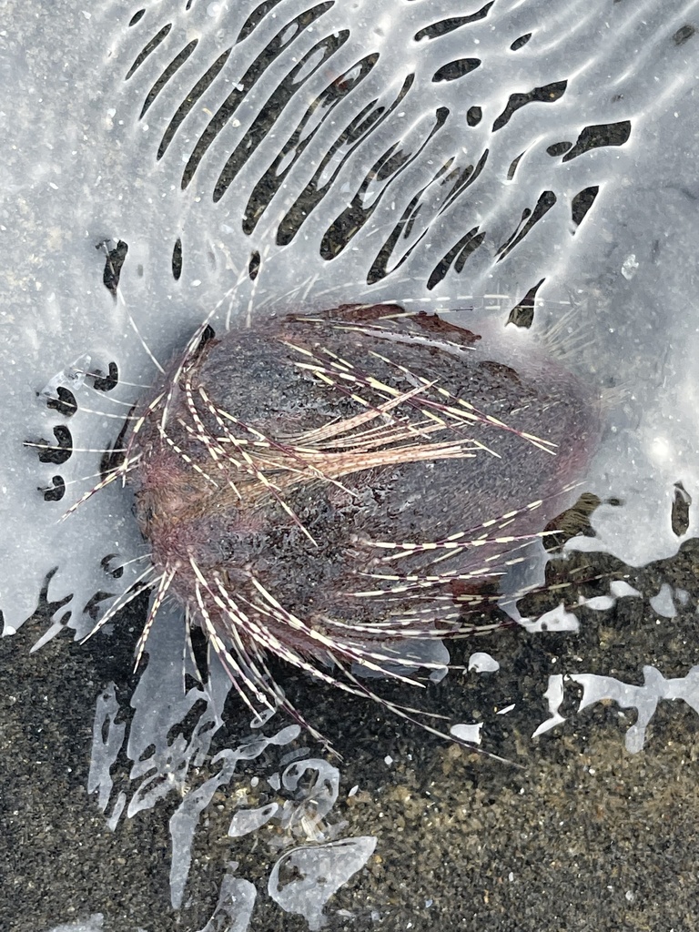 Lovenia elongata
