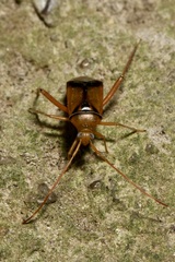 Pseudomegacoelum beckeri