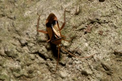 Pseudomegacoelum beckeri