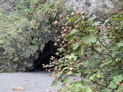 Hibiscus makinoi