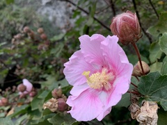 Hibiscus makinoi