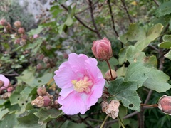 Hibiscus makinoi