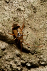 Pseudomegacoelum beckeri