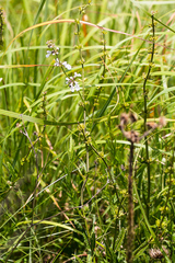 Stachys nigricans