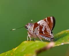 Thespieus aspernatus