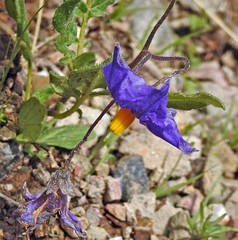 Solanum brevicaule
