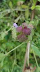 Lamium purpureum