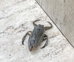 Lethocerus cordofanus