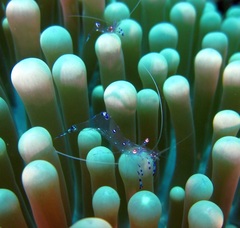 Ancylomenes sarasvati