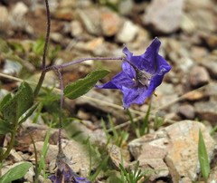 Solanum brevicaule