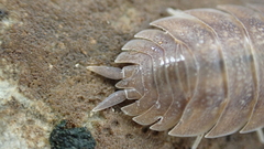 Trachelipus aegaeus
