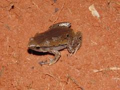 Hamptophryne boliviana