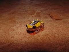 Dendropsophus leucophyllatus