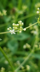 Galium
