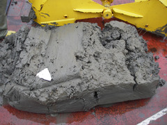 Spiochaetopterus typicus