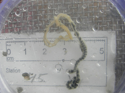 Representative image of Spiochaetopterus typicus