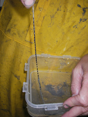 Spiochaetopterus typicus