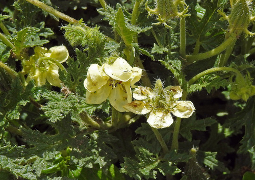 Caiophora clavata (Caiophora clavata)