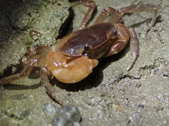 Geothelphusa bicolor
