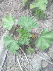 Fuertesimalva limensis