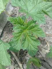 Fuertesimalva limensis